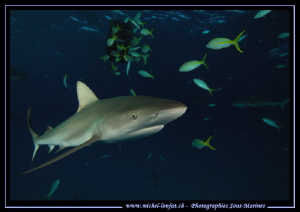 Reef shark on the move.... ;O)... by Michel Lonfat 
